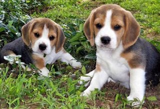 perro-beagle