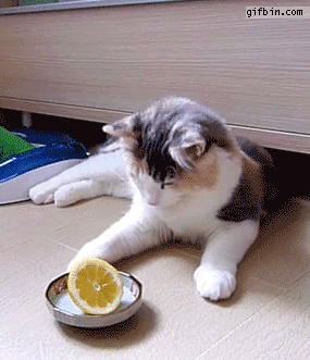 lemon-cat